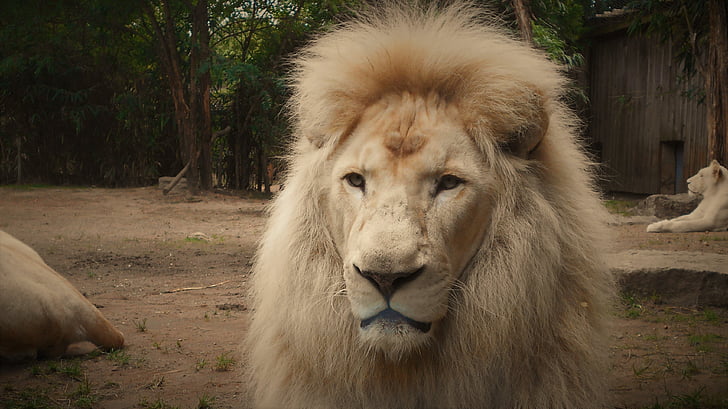 Löwe, weißer Löwe, Mähne, Zoo, Löwe - Katze, Tierwelt, Afrika