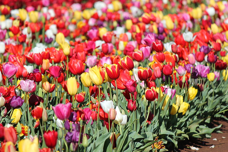 tulipany, ogród, kwiaty, Festiwal, Natura, krajobraz, na zewnątrz