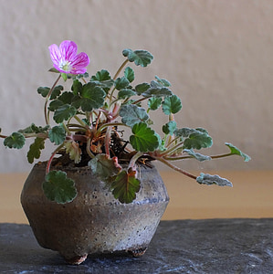 Bonsai, Anlage, Natur, Japan, kleine, Rosa, rosa Blume