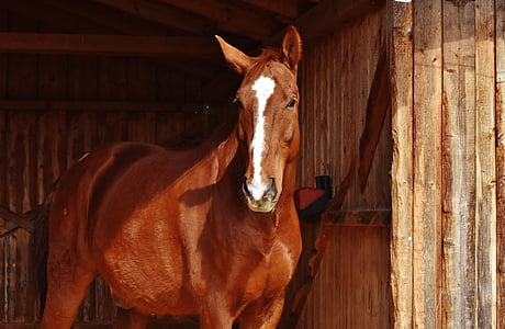 hest, brun, dyr, dyrenes verden, brun hest, stall, Reiterhof