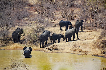 vakond nemzeti park, Ghána, Nyugat-Afrika, Afrika, nemzeti park, Safari, séta safari