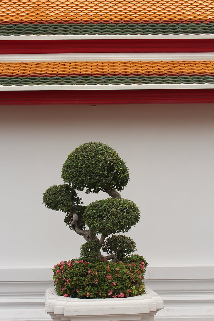Bonsai, arbre, Bäumchen, verd, fulles, créixer, planta en test