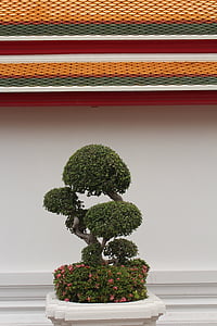 Bonsai, træ, Bäumchen, grøn, blade, vokse, potteplante