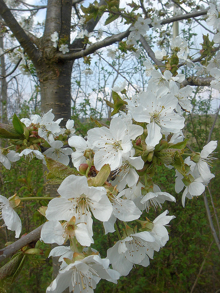 spring, flowering tree, white, fruit, garden, tree, nature