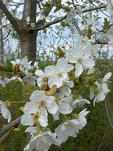 primavera, arbre en flor, blanc, fruita, jardí, arbre, natura