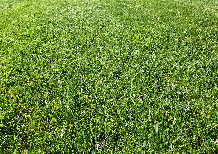трава, Грін, на відкритому повітрі, за межами, відкритий, фоновому режимі, Закри