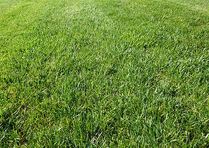 grass, green, outdoors, outside, outdoor, background, close-up