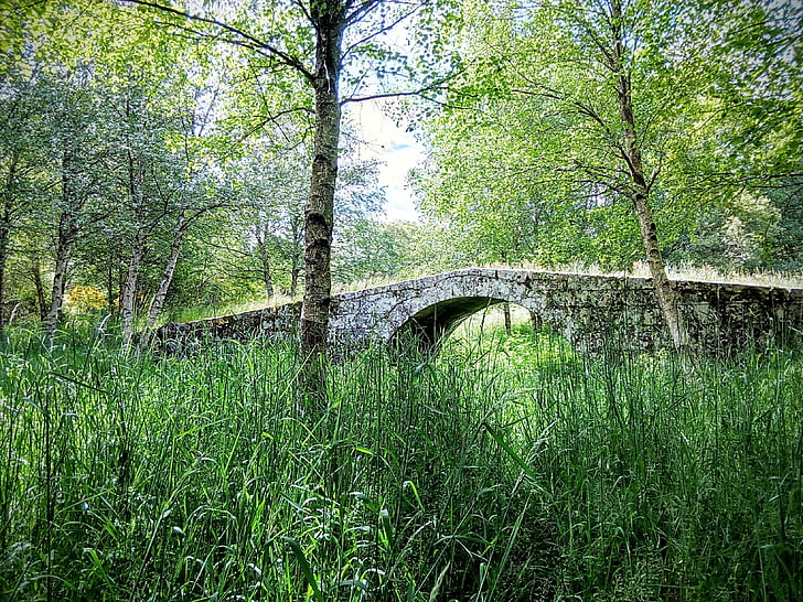 мост, природата, билки, Ribeira sacra, Галиция