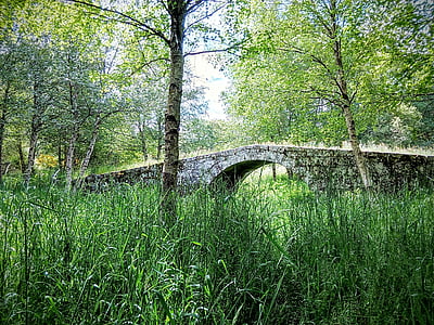 Brücke, Natur, Kräuter, Ribeira sacra, Galicien