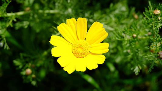 flor amarilla, pétalos de, Margarita, flores de primavera, naturaleza