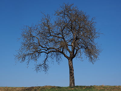 árbol, árbol de manzana, individualmente, otoño, árbol frutal, sucursales, manicura