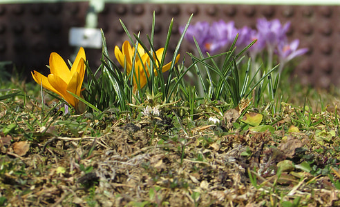 fleurs de printemps, Crocus, jaune, Purple, fermer, signes du printemps, coloré