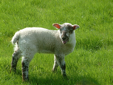 lambaliha, lambad, talu, looma, loodus, põllumajandus, Cartoon