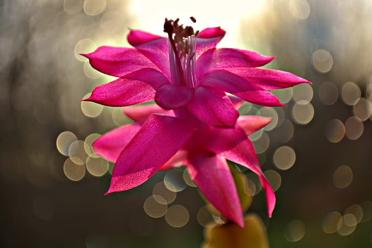 flowers, cactus flowers, pink flower, pink, bokeh, close up, colorful