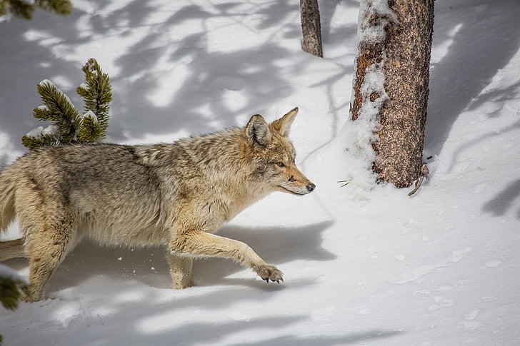 Coyote, dyreliv, natur, snø, rovdyr, villmark, Wild