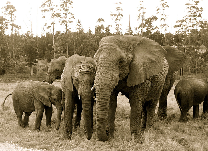 sloni, Afrika, sirotci, volně žijící zvířata, zvíře