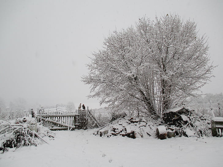 hiver, neige, village, arbre, Bienne, paysage, Pologne
