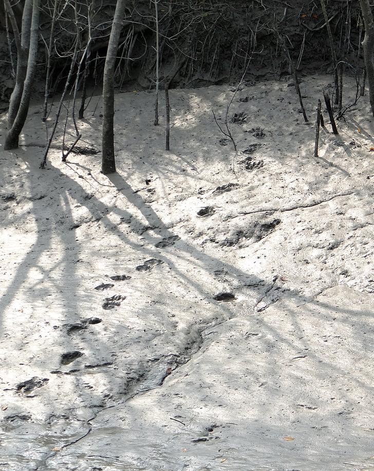 marques de Carlin, boue, Tigre, Bengal, empreinte de pas, Sundarbans, marais