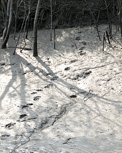 pug marks, mud, tiger, bengal, footprint, sundarbans, swamp
