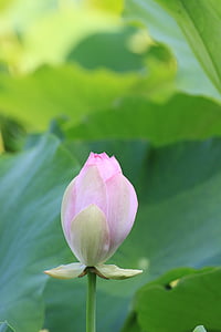 Lotus, bud, blomster, Dam, vandplanter