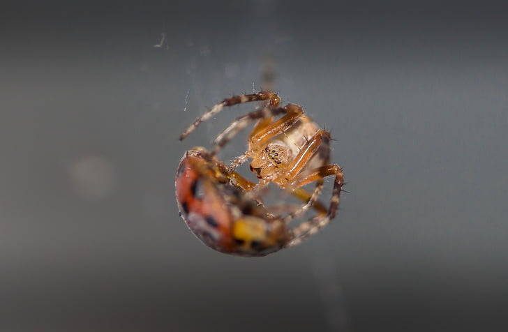 păianjen, Ladybug, macro