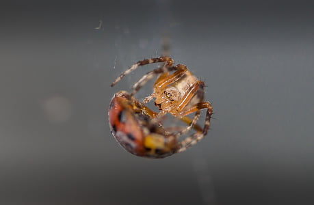 spider, ladybug, macro