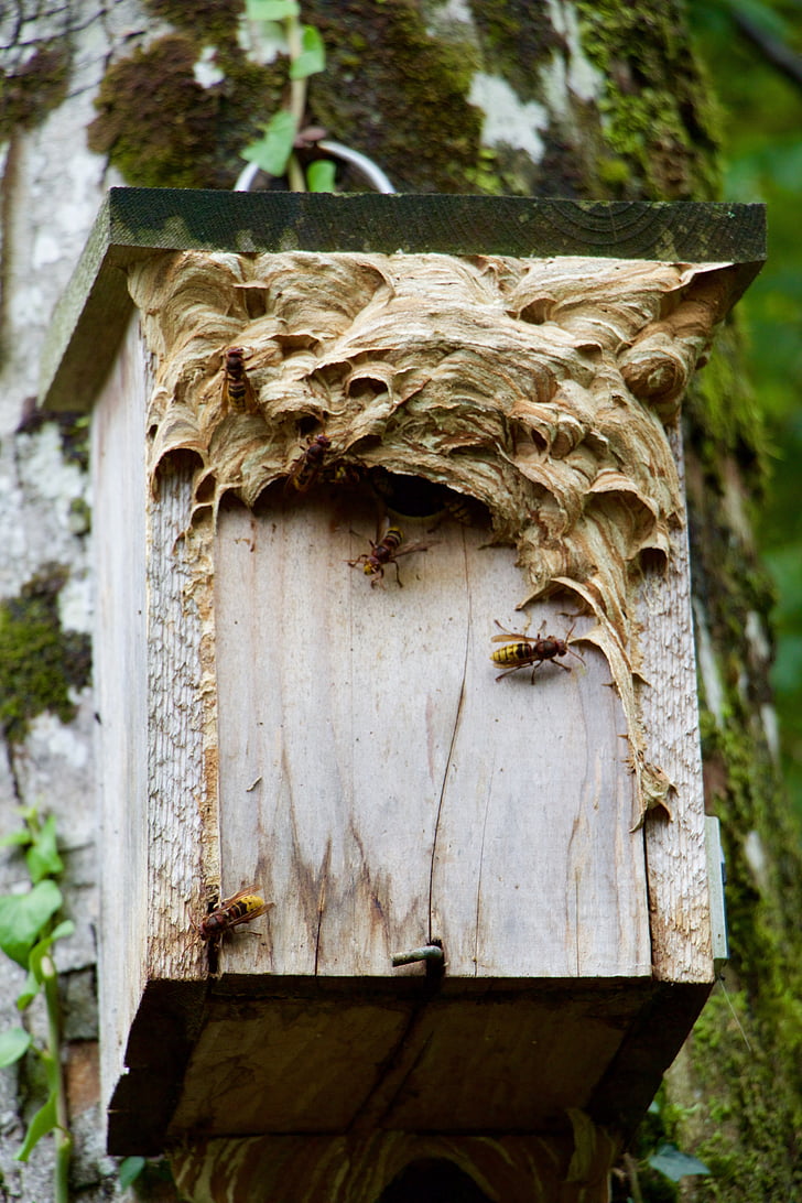 nature, aviary, hornets, nest, nest building