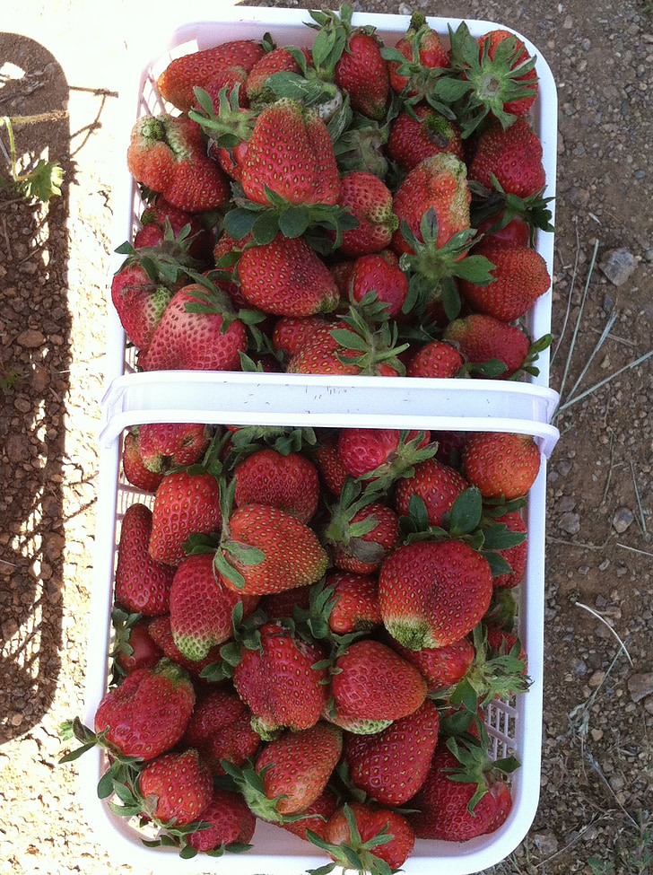jahody, Kôš, ovocie, košík s ovocím, organické, letné, čerstvé ovocie