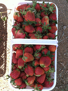 Erdbeeren, Korb, Obst, Obstkorb, Bio, Sommer, frisches Obst