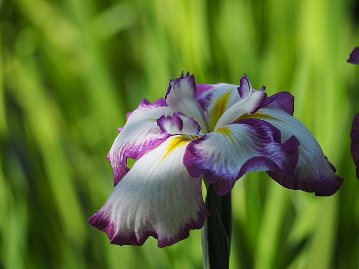 Iris, Hoa, Hoa đầu mùa hè
