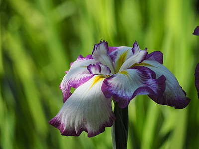 Iris, blommor, tidig sommarblommor