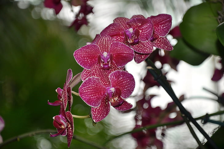 orkideer, blomster, ny botanisk have, natur, Orchid, møl orchid, plante