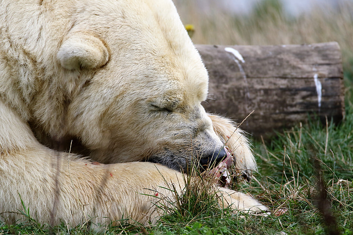 ľadový medveď, biela, medveď, Polar, cicavec, zviera, voľne žijúcich živočíchov
