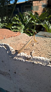 artropodi, Bicho-pau, insetto