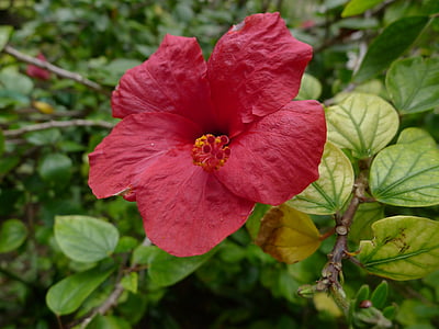 hibiscus, flowers, red