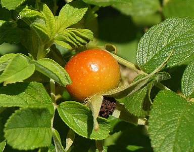 kibuvits, seemned, tõusis, Rugosa rose, taim, Aed, oranž