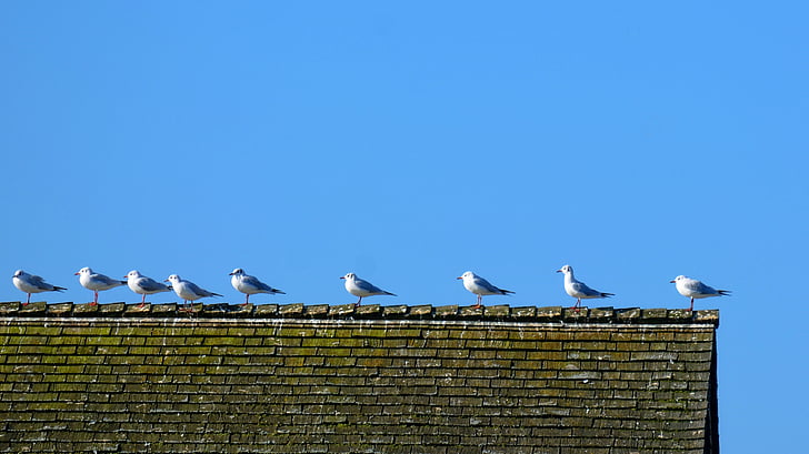 gulls, sit, roof, bird, series, group, recover