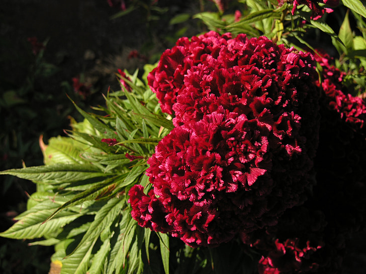 Celosia, veludo vermelho, flor, natureza
