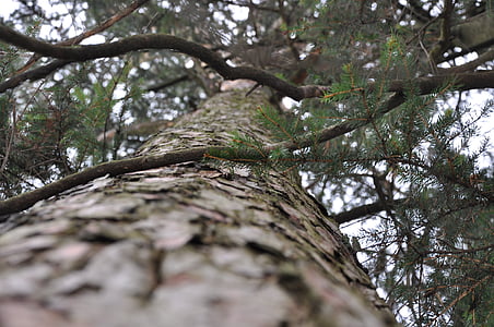 spruce, träd, FIR, naturen, trunk
