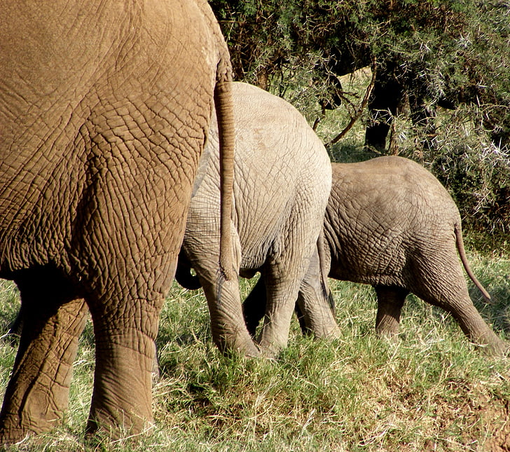 sloni, prosto živeče živali, narave, divje, živali, Safari, Afrika