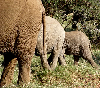 drambliai, Laukiniai gyvūnai, Gamta, laukinių, gyvūnų, Safari, Afrika