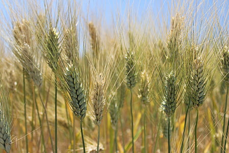 oreilles, blé, domaine, Agriculture, Sicile, été, campagne de