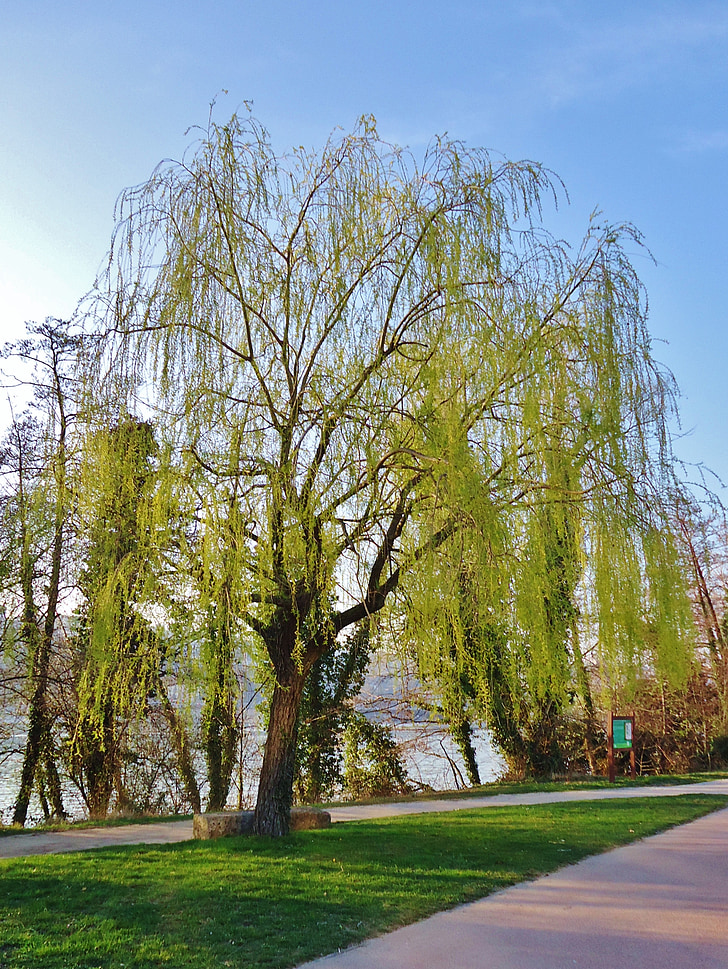 Willow, cabang, pohon, hijau, alam, langit, biru