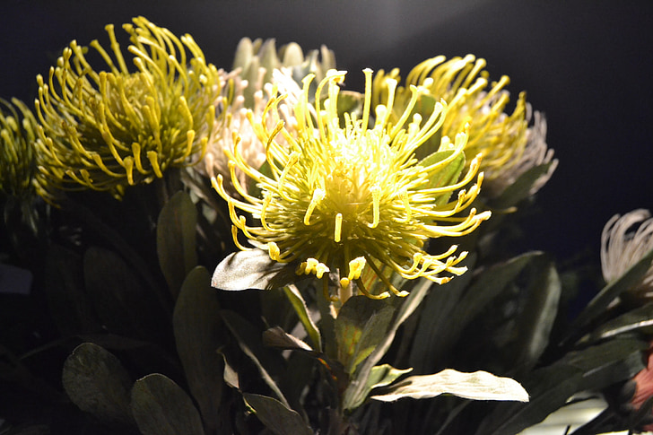 Protea, Flora, exotické, nezvyčajné, kvet