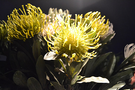 Protea, flora, exóticos, inusual, flor