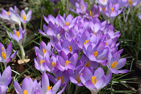 krokus, paars, voorbode van de lente, natuur, plant, bloem, versheid