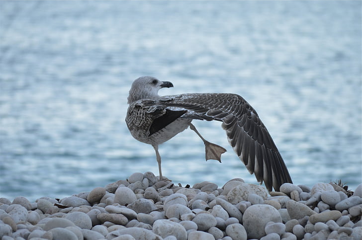 selective, focus, photography, grey, gull, shore, bird