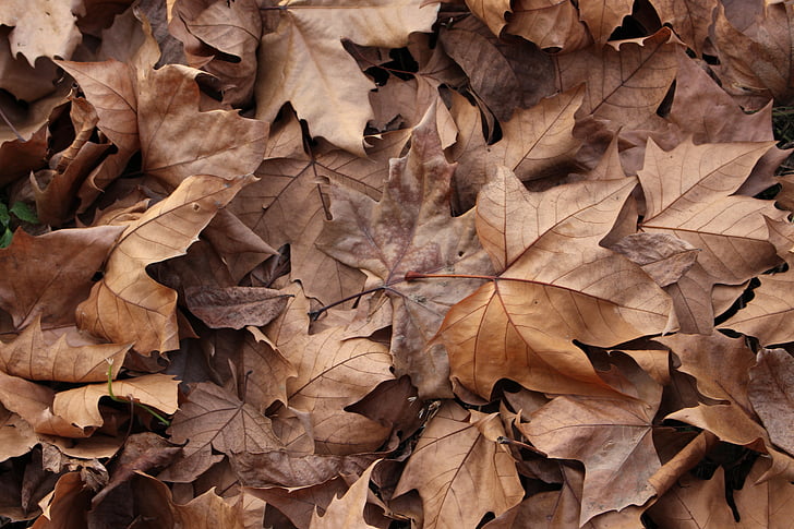 Осень, листья, коричневый, на землю