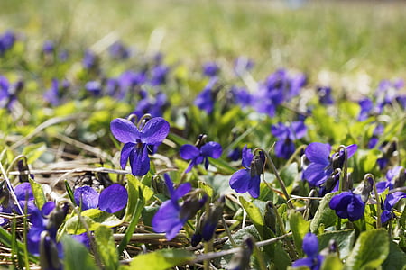 flor violeta, roxo, natureza, Primavera