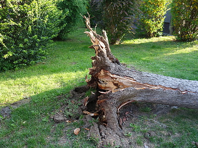 prevrátený, zlomené, búrka, Storm škoda, strom, bez domova, Twisted